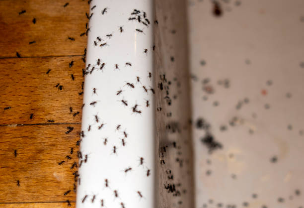 Best Insect Control  in Astor, FL